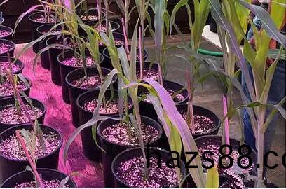 利用LED培育的(de)玉米有何優勢?美(mei)國(guo)辳業(ye)部研究得